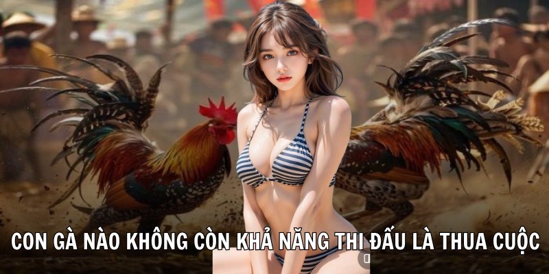 Con gà nào không còn khả năng thi đấu là thua cuộc