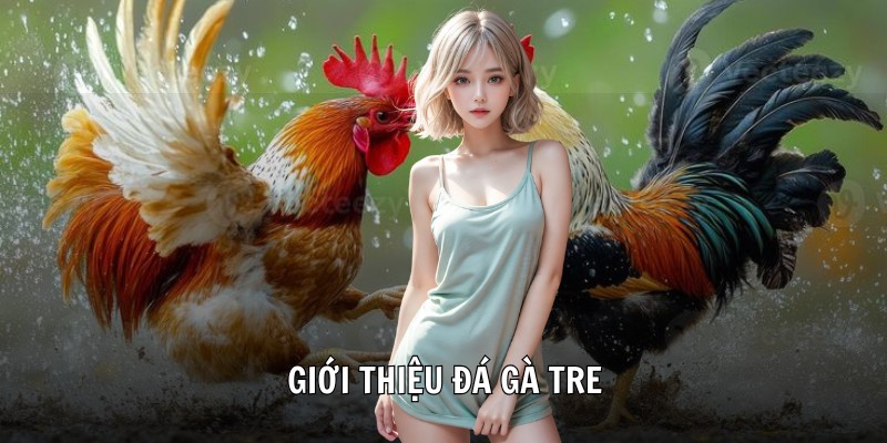 Giới thiệu đá gà tre